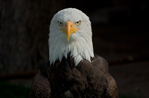 bald eagle 03